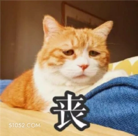 丧 猫猫