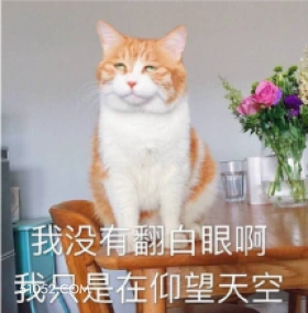 翻白眼 猫猫
