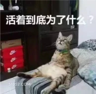 活着是为了什么 猫猫
