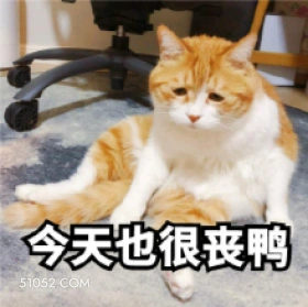 丧 猫猫