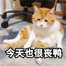 丧 猫猫