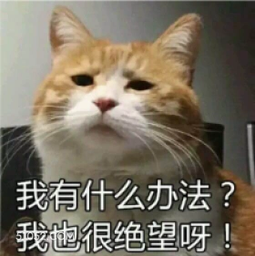绝望 猫猫