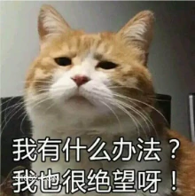 绝望 猫猫