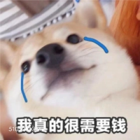 需要钱 狗子 狗