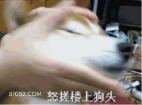 傻狗 狗子 傻狗