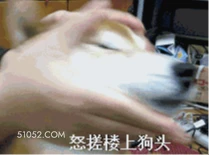 搓狗头 傻狗 狗子