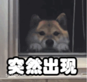 突然出现 狗子 傻狗