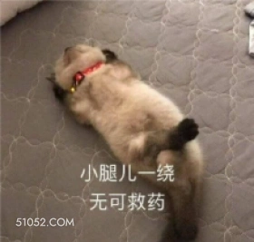 无可救药 狗子 傻狗