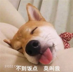 不到饭点，莫叫我 狗 二哈 萌宠