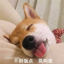 不到饭点，莫叫我 狗 二哈 萌宠