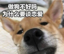 做狗不好吗？ 狗 二哈 萌宠