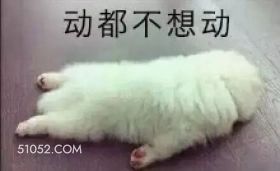 动都不想动 萌宠 狗 二哈