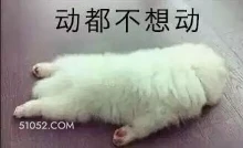 动都不想动 狗 二哈 萌宠
