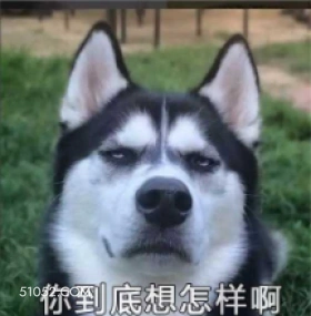 你到底想怎样啊 萌宠 狗 二哈