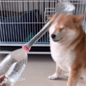 淋浴 狗子 傻狗
