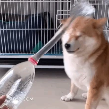 淋浴 傻狗 狗子