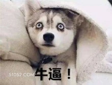 牛逼 狗子 狗