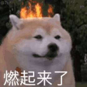 燃起来 狗子 傻狗