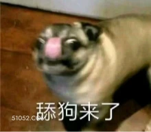 舔狗 狗子
