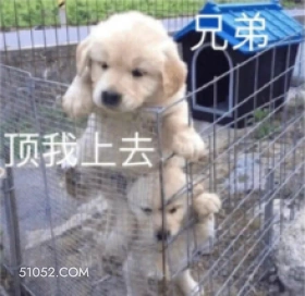 顶我上去 狗子